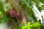 2015-06-27 - 5db09607 - Bois de Vincennes (75012)