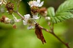 2015-06-27 - 5db09650 - Bois de Vincennes (75012)