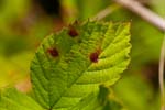 Phragmidiaceae (27 photos)