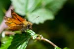 2015-06-27 - 5db09730 - Bois de Vincennes (75012)