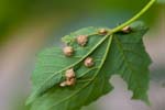 2015-07-05 - 5db10216 - Bois de Vincennes (75012)