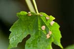 2015-07-05 - 5db10222 - Bois de Vincennes (75012)