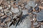 12/08/2015 - 5db13492 - Lescheraines (73340)