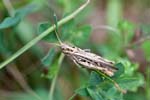 25/08/2015 - 5db16276 - Montcel (73100)