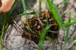 2015-09-09 - 5db16920 - Fontainebleau (77300)