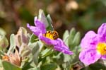 06/05/2016 - 5db18548 - Martigues (13500)