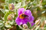 06/05/2016 - 5db18559 - Martigues (13500)