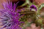 06/05/2016 - 5db18928 - Martigues (13500)