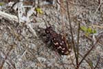07/05/2016 - 5db19017 - Saintes-Maries-de-la-Mer (13460)