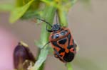 08/05/2016 - 5db19233 - Saint-Mitre-les-Remparts (13920)