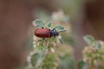08/05/2016 - 5db19348 - Saint-Mitre-les-Remparts (13920)