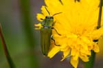2016-05-08 - 5db19617 - Saint-Mitre-les-Remparts (13920) 2016-05-08 - 5db19617 - Saint-Mitre-les-Remparts (13920)