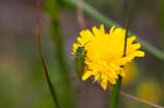 2016-05-08 - 5db19623 - Saint-Mitre-les-Remparts (13920) 2016-05-08 - 5db19623 - Saint-Mitre-les-Remparts (13920)