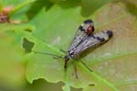 14/05/2016 - 5db19907 - Chanteau (45400)