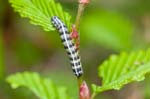 14/05/2016 - 5db19933 - Chanteau (45400)