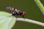 14/05/2016 - 5db20141 - Chanteau (45400)