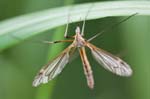 14/05/2016 - 5db20148 - Germigny-des-Prés (45110) 14/05/2016 - 5db20148 - Germigny-des-Prés (45110)