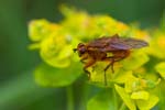 2016-05-14 - 5db20212 - Germigny-des-Prés (45110)