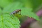 2016-05-14 - 5db20229 - Germigny-des-Prés (45110)