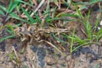 21/05/2016 - 5db20917 - Clairefontaine-en-Yvelines (78120)