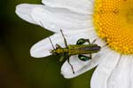2016-06-11 - 5db21841 - Melz-sur-Seine (77171)
