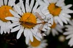 2016-06-11 - 5db21852 - Melz-sur-Seine (77171)