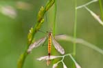 2016-06-11 - 5db21891 - Melz-sur-Seine (77171)
