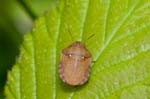 2016-06-19 - 5db22048 - Saint-Leu-la-Forêt (95320)