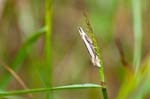 19/06/2016 - 5db22084 - Saint-Leu-la-Forêt (95320)