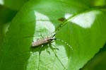2016-06-19 - 5db22177 - Saint-Leu-la-Forêt (95320) 2016-06-19 - 5db22177 - Saint-Leu-la-Forêt (95320)