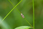 19/06/2016 - 5db22183 - Saint-Leu-la-Forêt (95320)