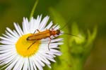 2016-06-19 - 5db22241 - Saint-Leu-la-Forêt (95320)