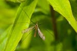 2016-06-19 - 5db22337 - Saint-Leu-la-Forêt (95320)