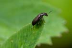 2016-06-19 - 5db22350 - Saint-Leu-la-Forêt (95320) 2016-06-19 - 5db22350 - Saint-Leu-la-Forêt (95320)