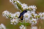 10/08/2016 - 5db23179 - Fontainebleau (77300)