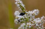 10/08/2016 - 5db23184 - Fontainebleau (77300)