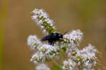 10/08/2016 - 5db23186 - Fontainebleau (77300)