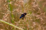 10/08/2016 - 5db23191 - Fontainebleau (77300)