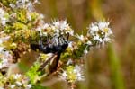 15/08/2016 - 5db23332 - Fontainebleau (77300)