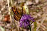 15/08/2016 - 5db23409 - Fontainebleau (77300)