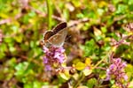15/08/2016 - 5db23416 - Fontainebleau (77300)