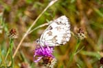 15/08/2016 - 5db23479 - Fontainebleau (77300)