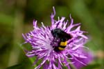15/08/2016 - 5db23489 - Fontainebleau (77300)