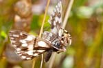 01/09/2016 - 5db23927 - Auzet (04140)