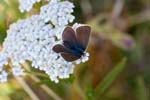 02/09/2016 - 5db23949 - Auzet (04140)