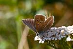 02/09/2016 - 5db23951 - Auzet (04140)