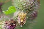 03/09/2016 - 5db24472 - Verdaches (04140)