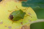 03/09/2016 - 5db24481 - Verdaches (04140)