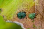 03/09/2016 - 5db24499 - Verdaches (04140)