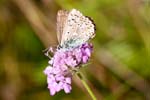 03/09/2016 - 5db24895 - Seyne (04140)